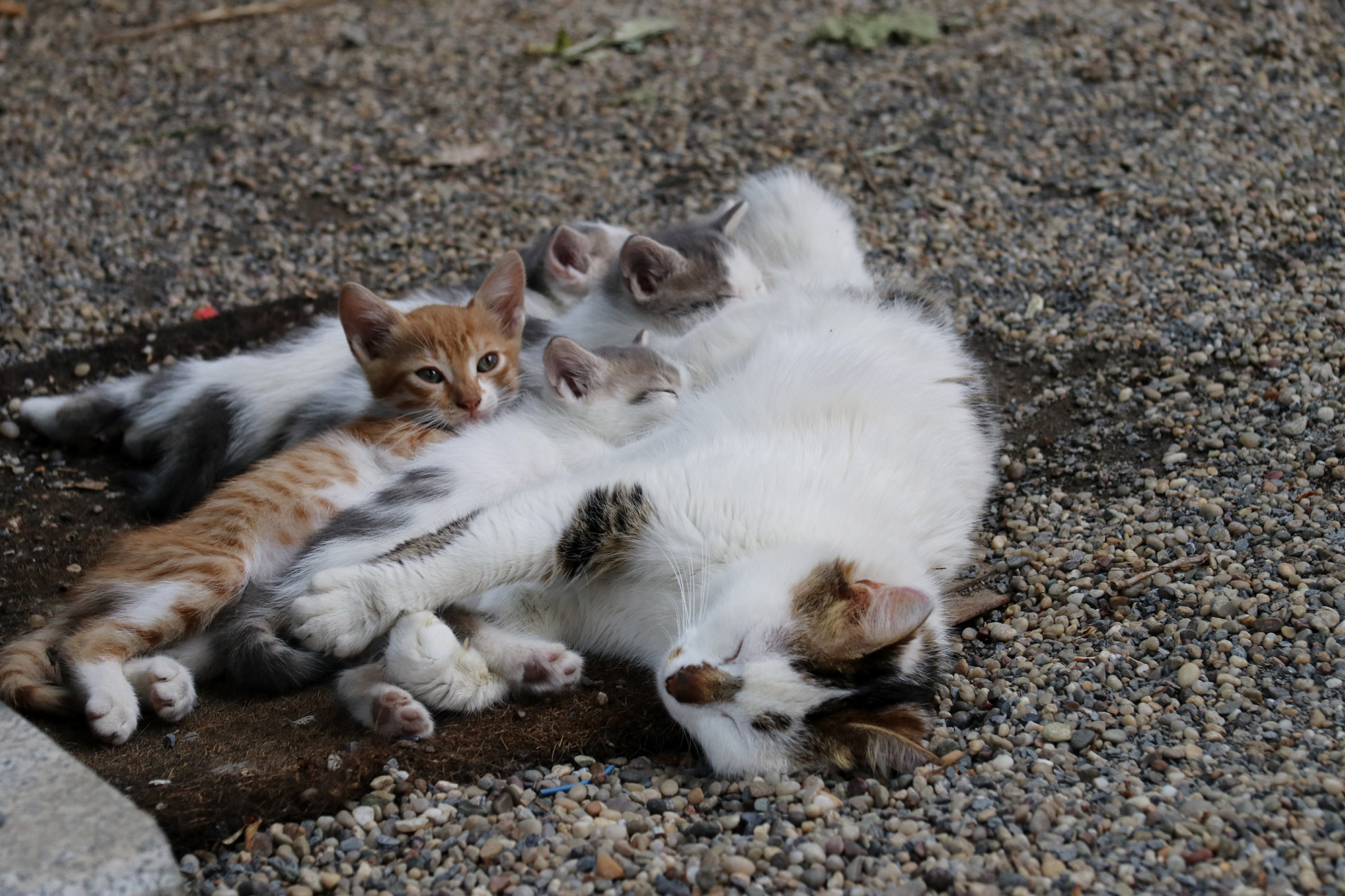 De straatkatten van Istanboel - Turkije