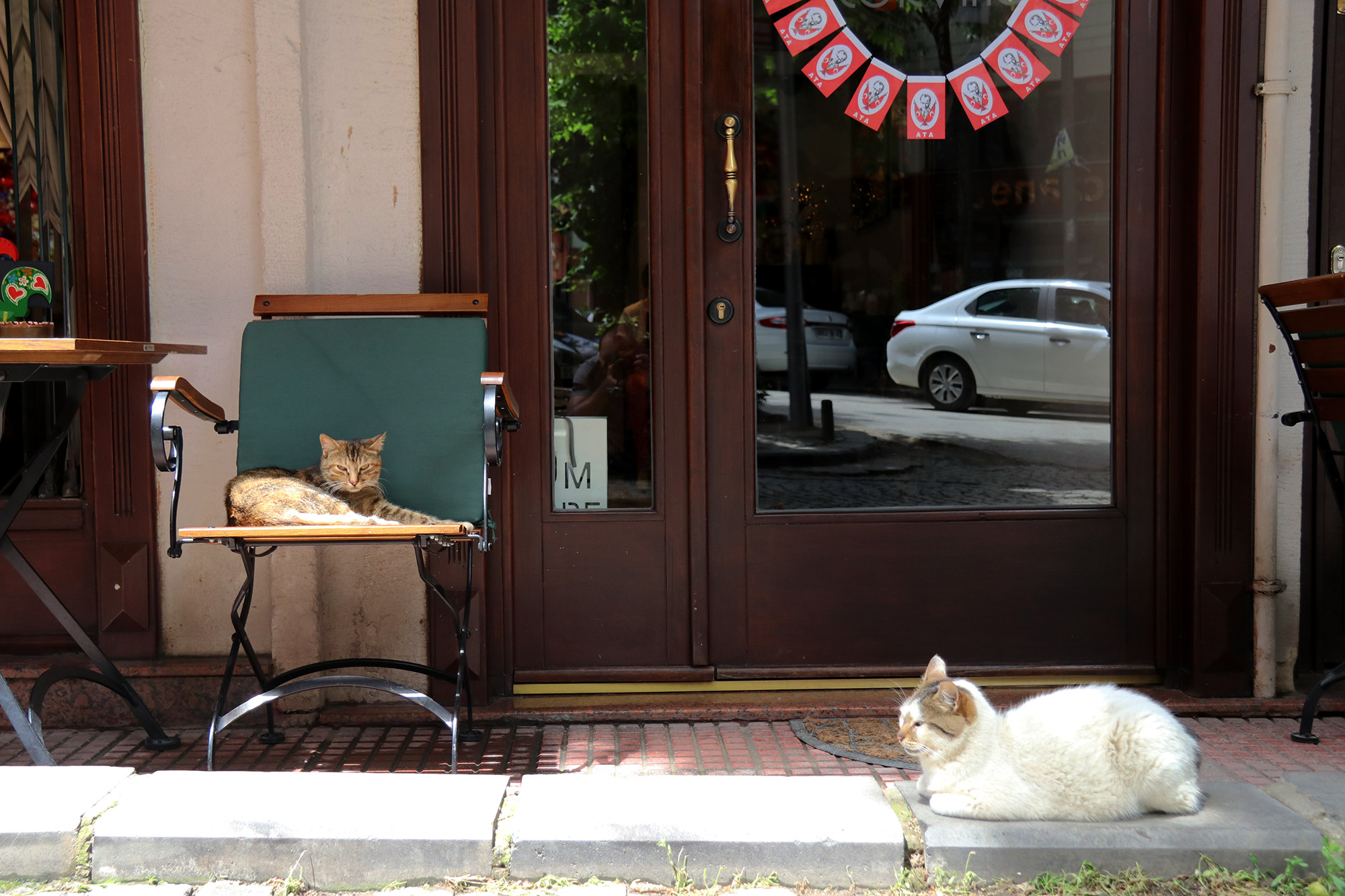 De straatkatten van Istanboel - Turkije