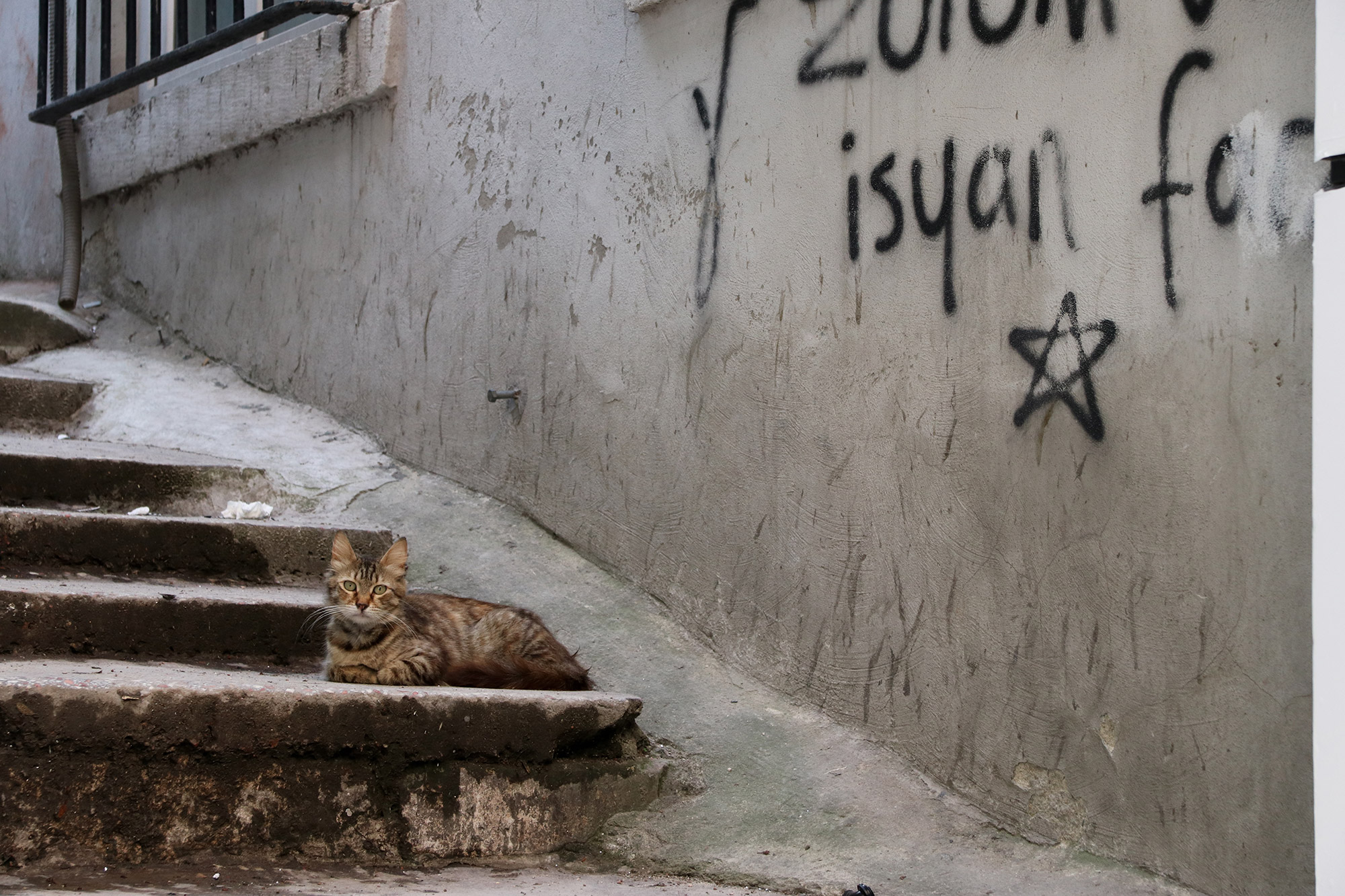 De straatkatten van Istanboel - Turkije