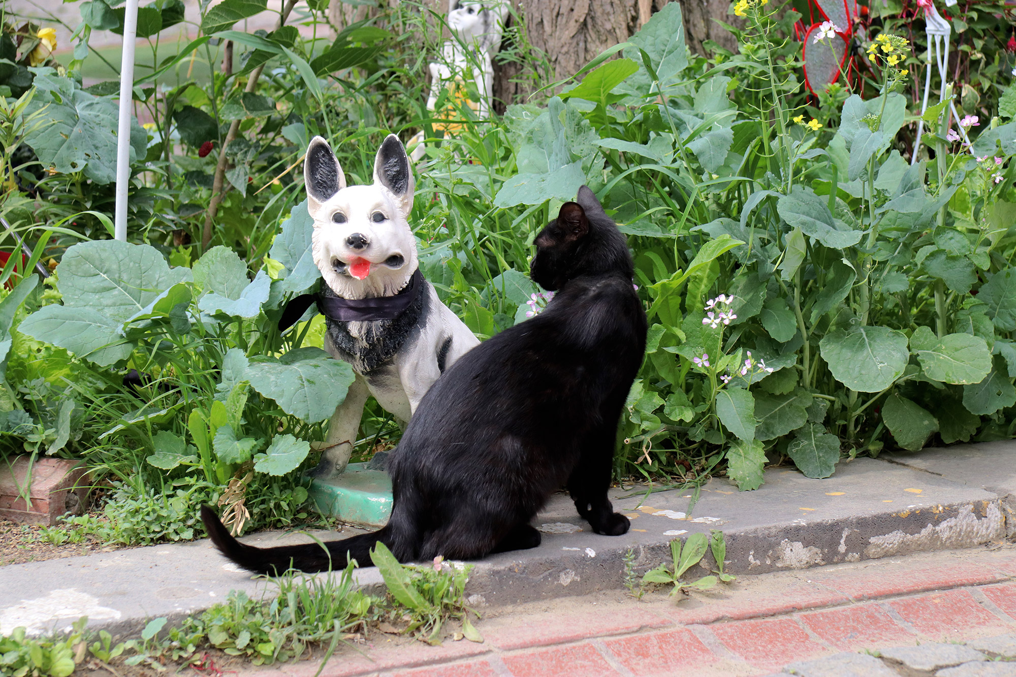 De straatkatten van Istanboel - Turkije