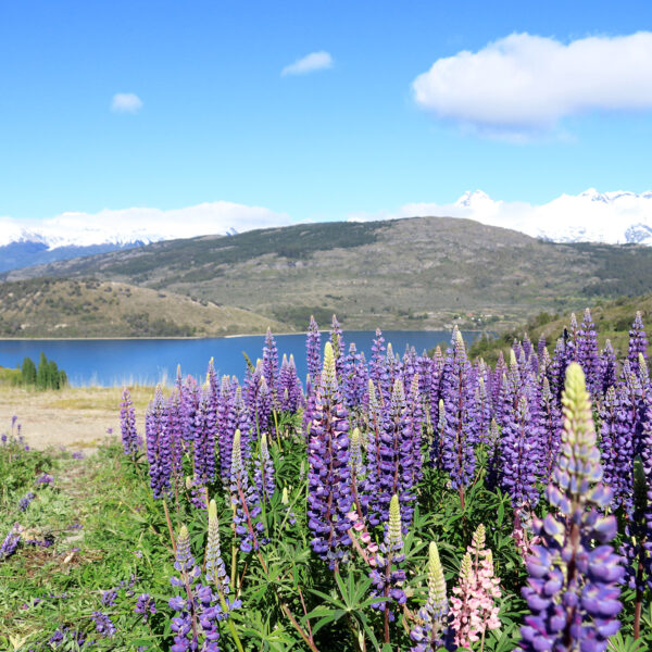 Reisverslag Patagonië - Lago General Carrera