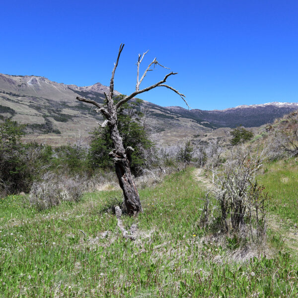 Reisverslag Patagonië - Parque Patagonia - Sendero La Vega