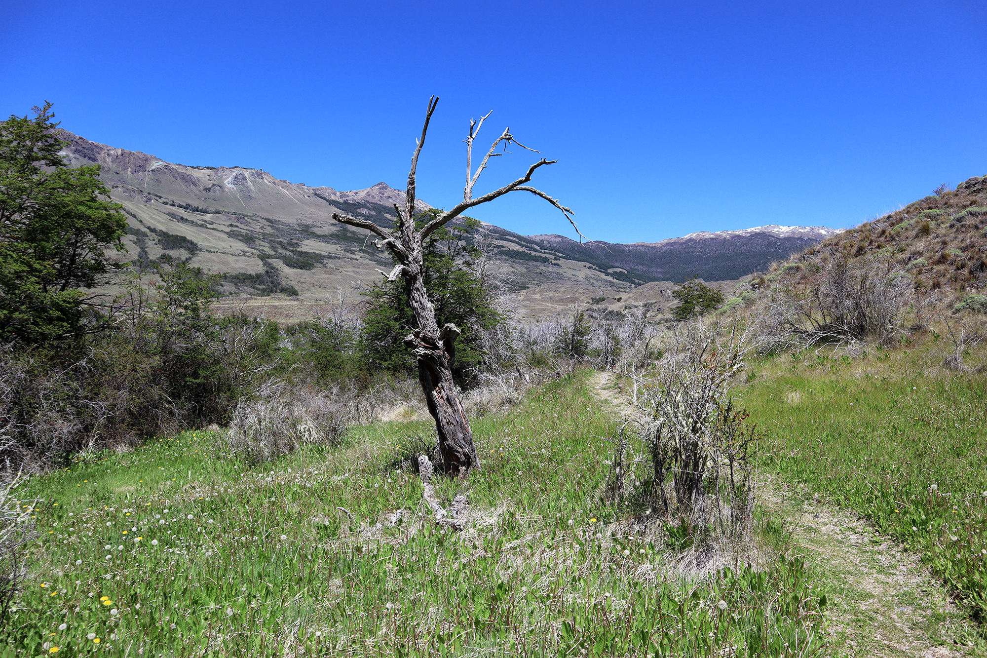 Reisverslag Patagonië - Parque Patagonia - Sendero La Vega