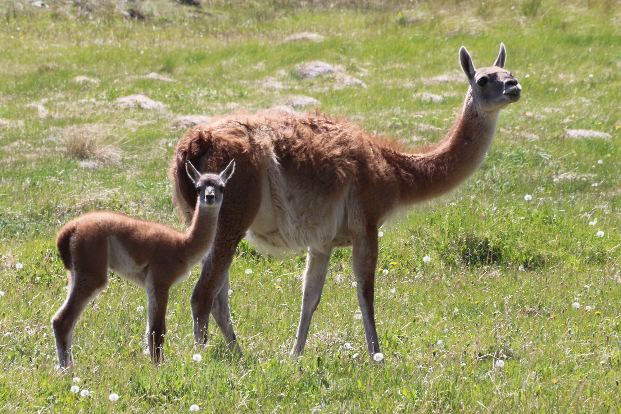 Reisverslag Patagonië - Parque Patagonia - Sendero La Vega