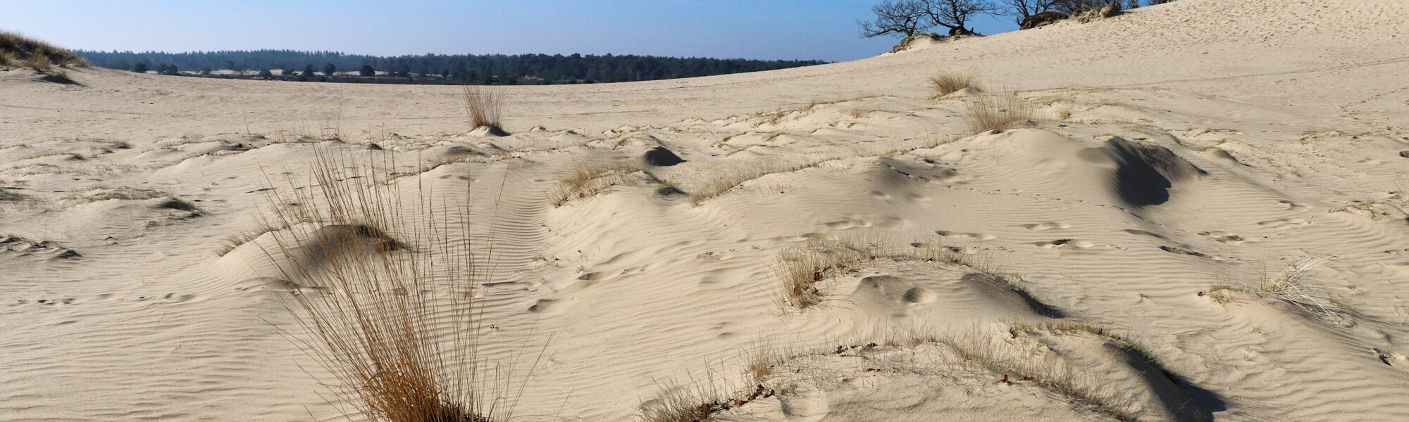 Foto van de maand: Februari 2019 - Nationaal Park De Loonse en Drunense Duinen