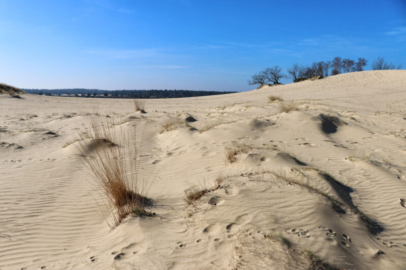 Foto van de maand: Februari 2019 - Nationaal Park De Loonse en Drunense Duinen