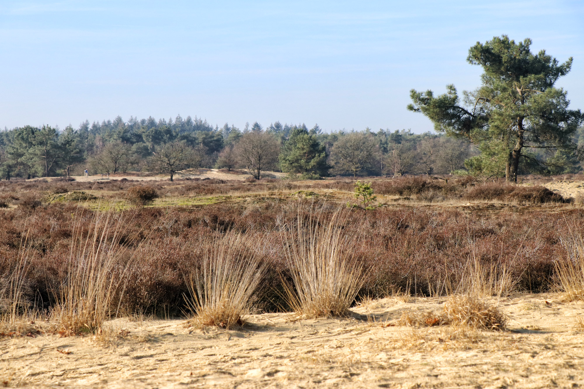 Nationaal Park De Loonse en Drunense Duinen