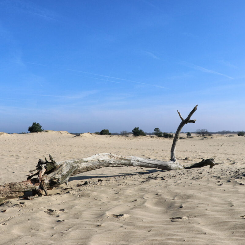 Nationaal Park De Loonse en Drunense Duinen
