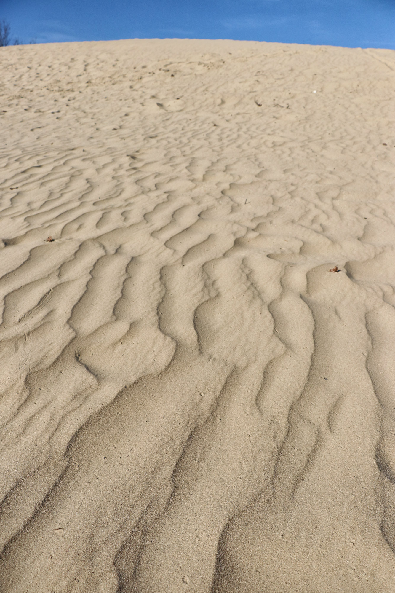 Nationaal Park De Loonse en Drunense Duinen