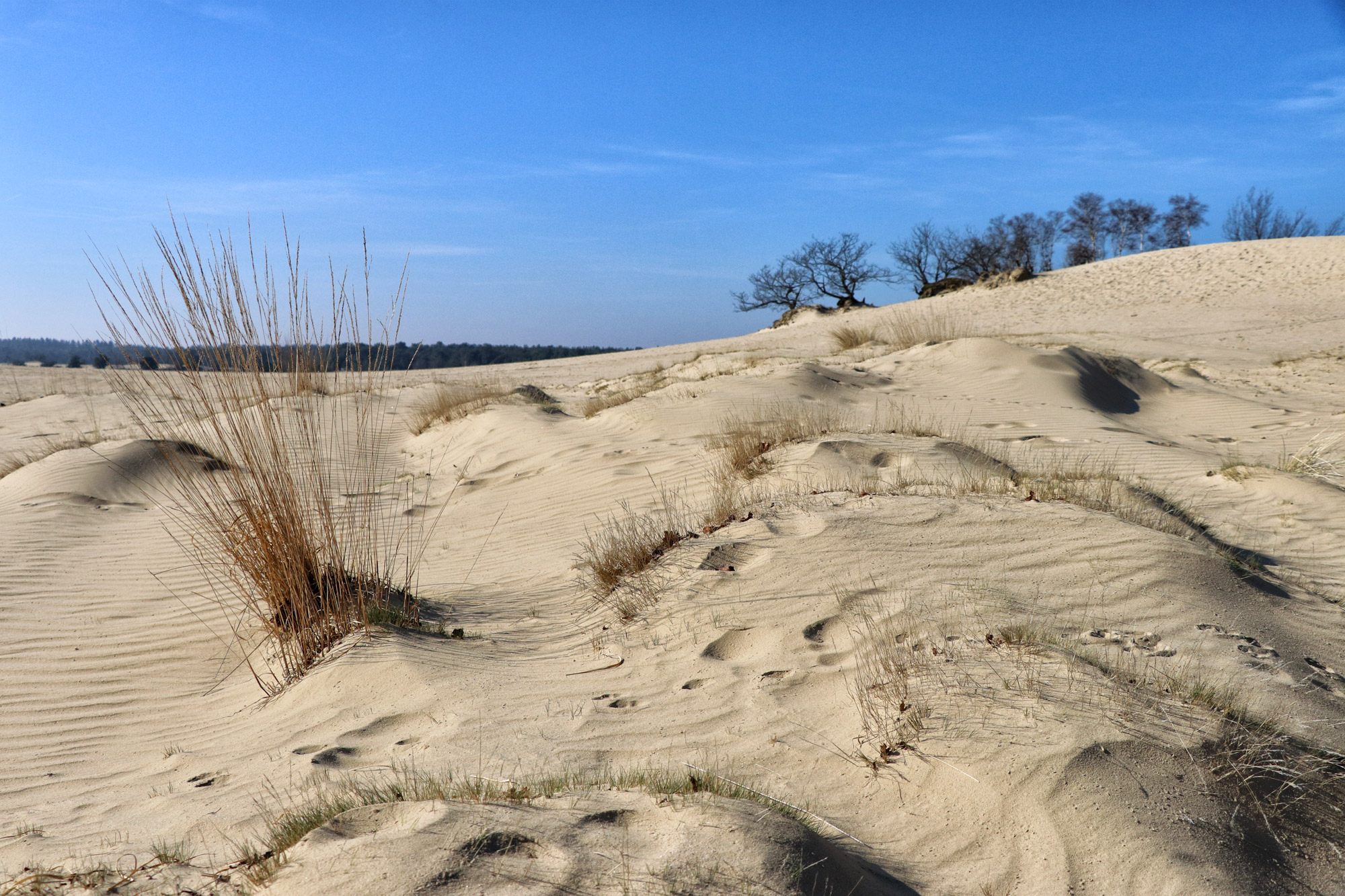 Nationaal Park De Loonse en Drunense Duinen