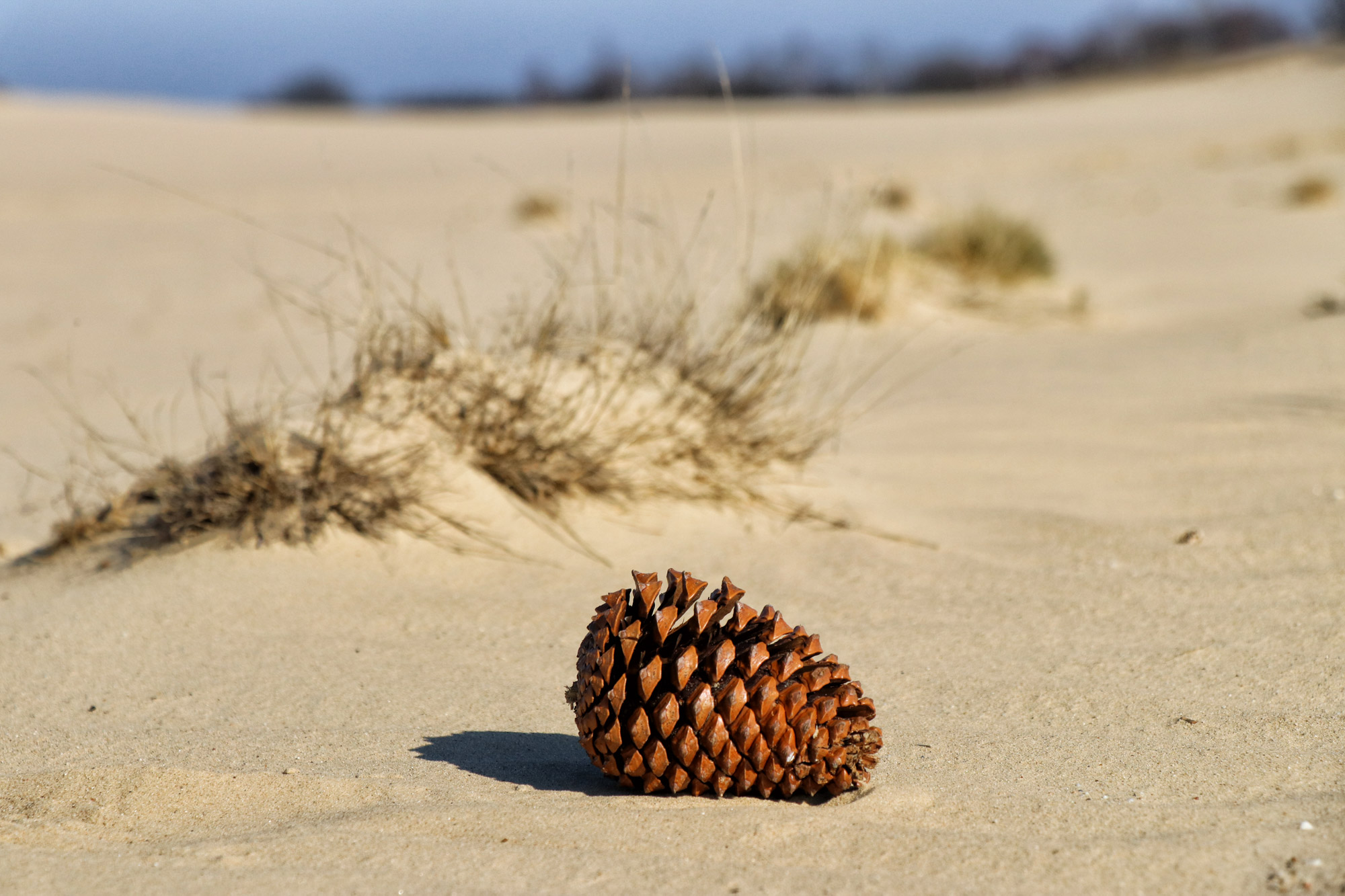 Nationaal Park De Loonse en Drunense Duinen