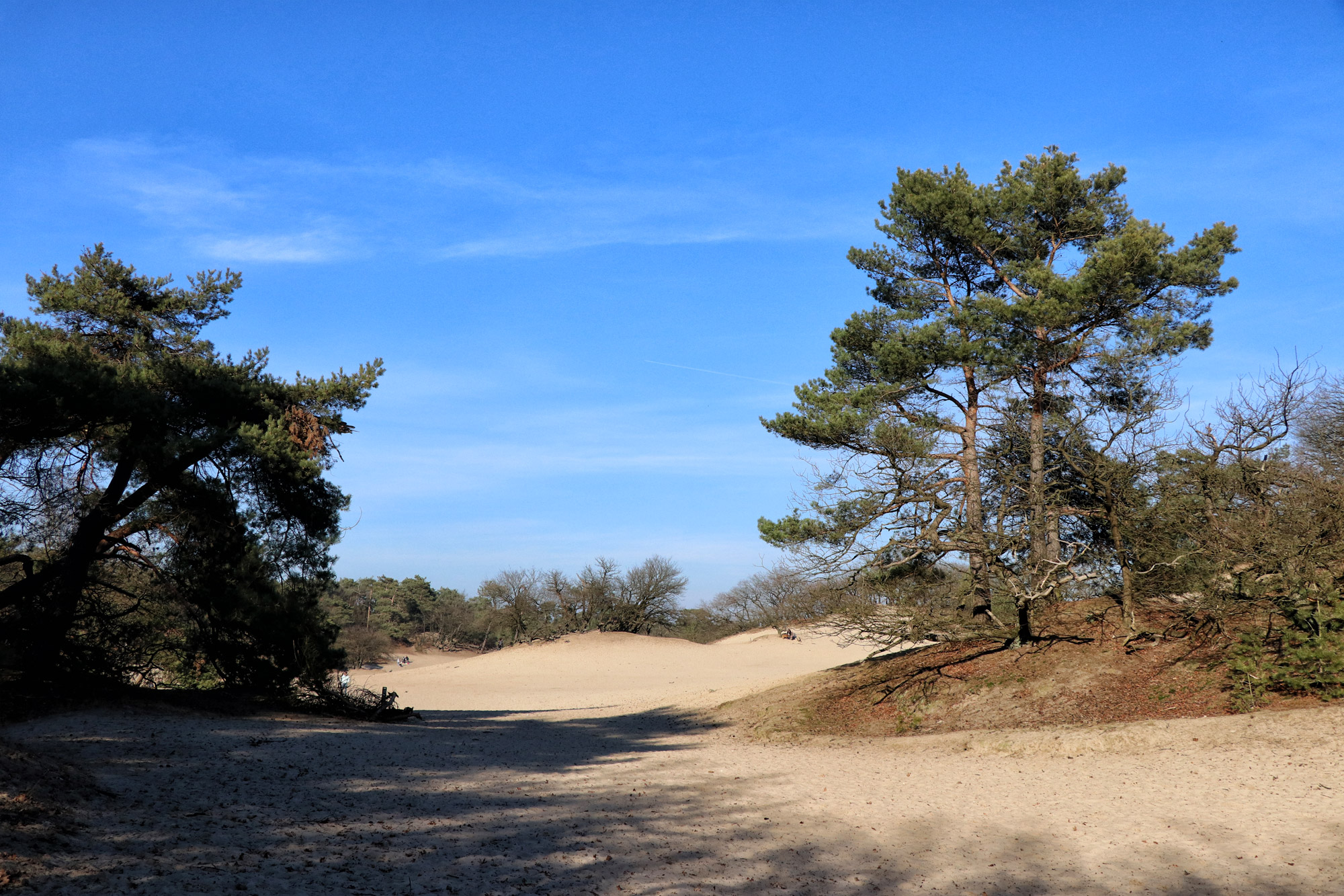 Nationaal Park De Loonse en Drunense Duinen