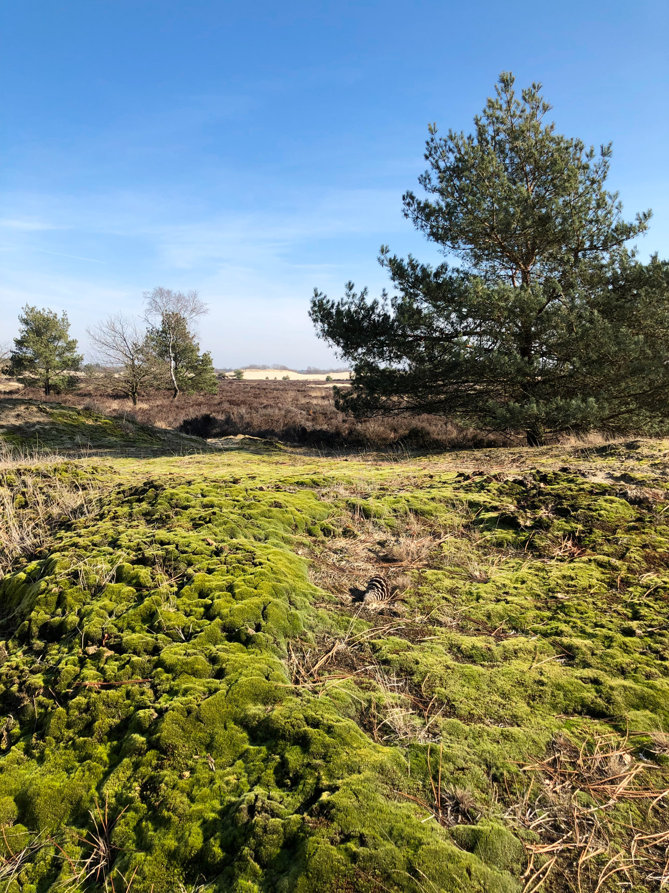 Nationaal Park De Loonse en Drunense Duinen