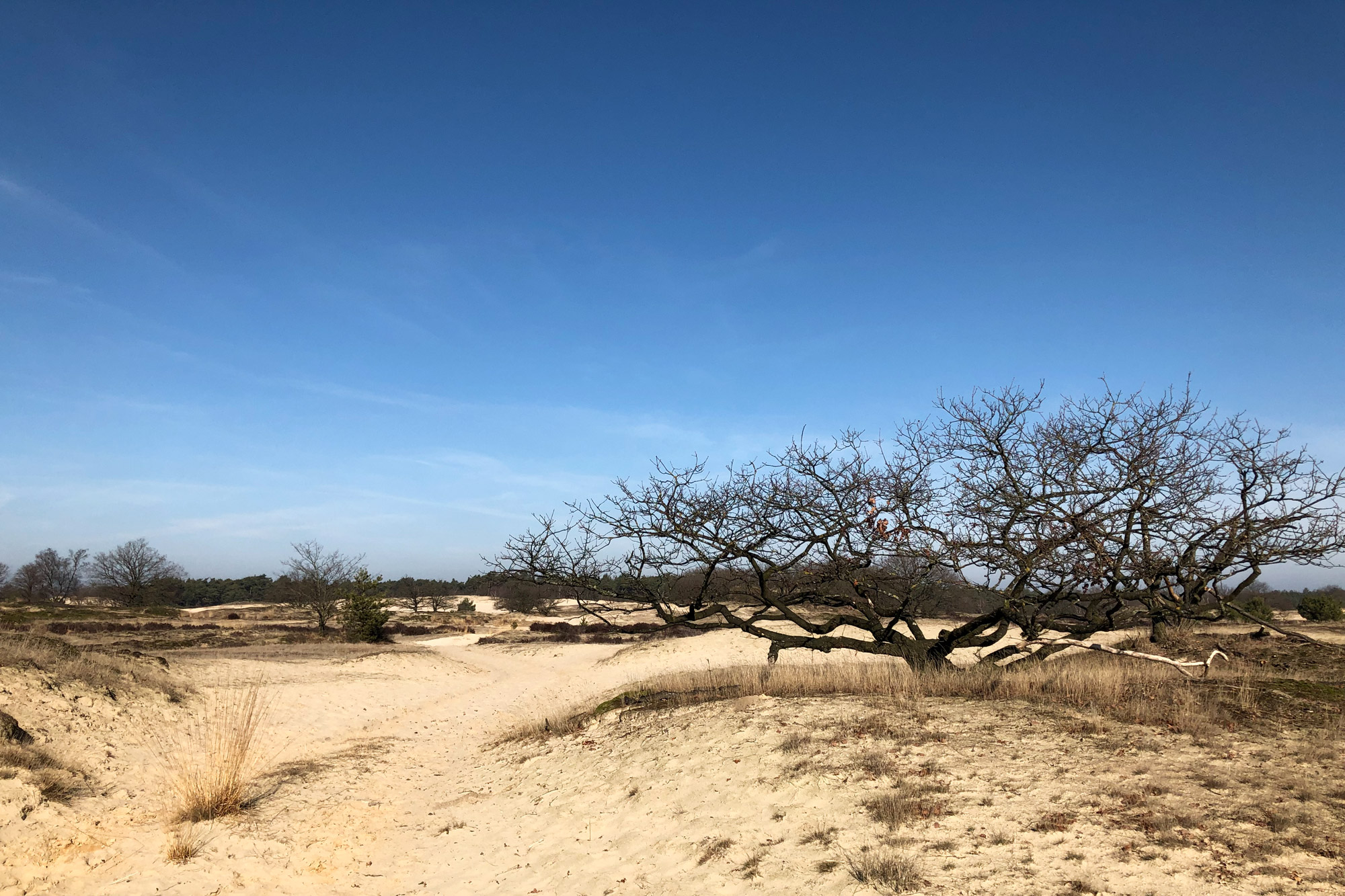 Nationaal Park De Loonse en Drunense Duinen