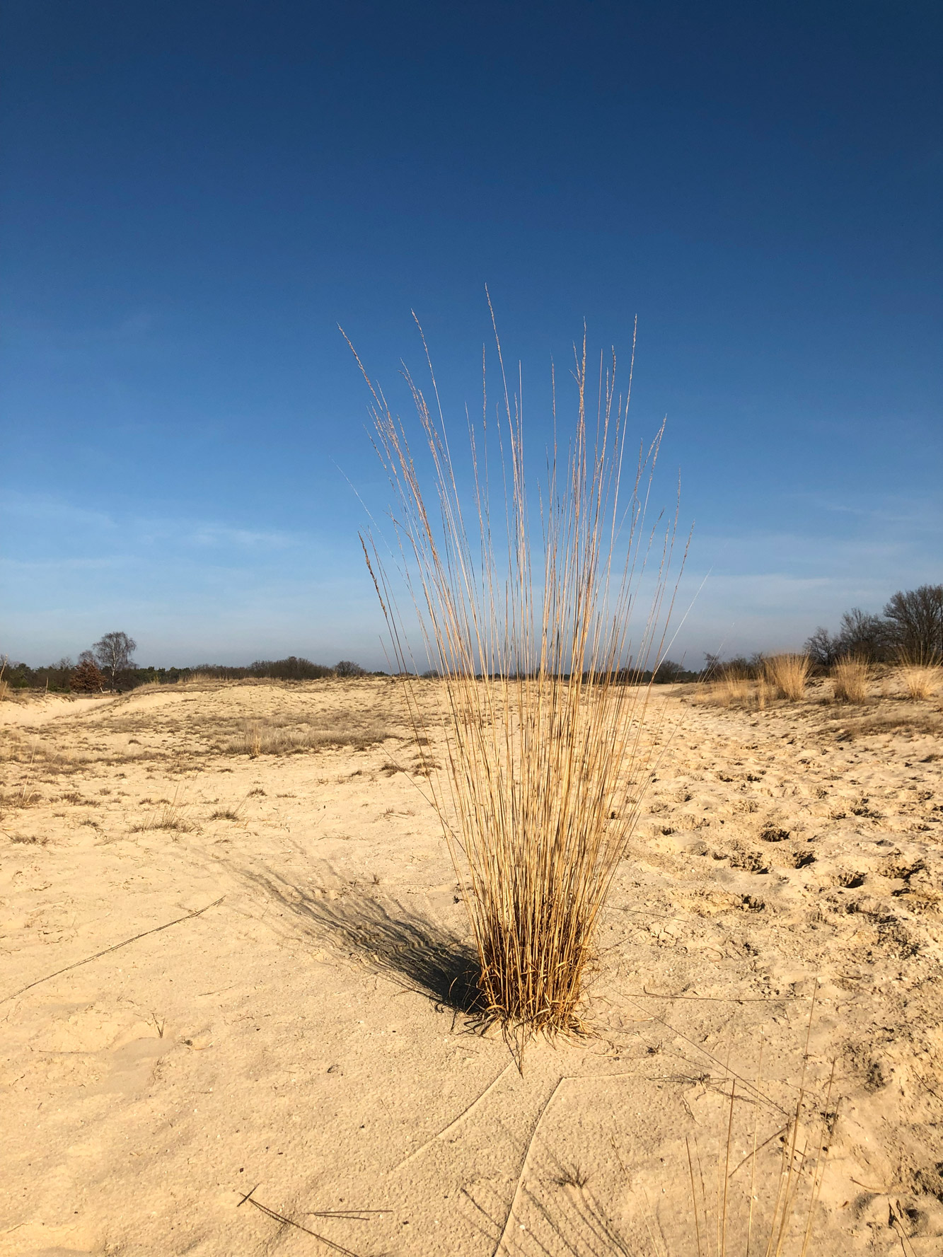 Nationaal Park De Loonse en Drunense Duinen