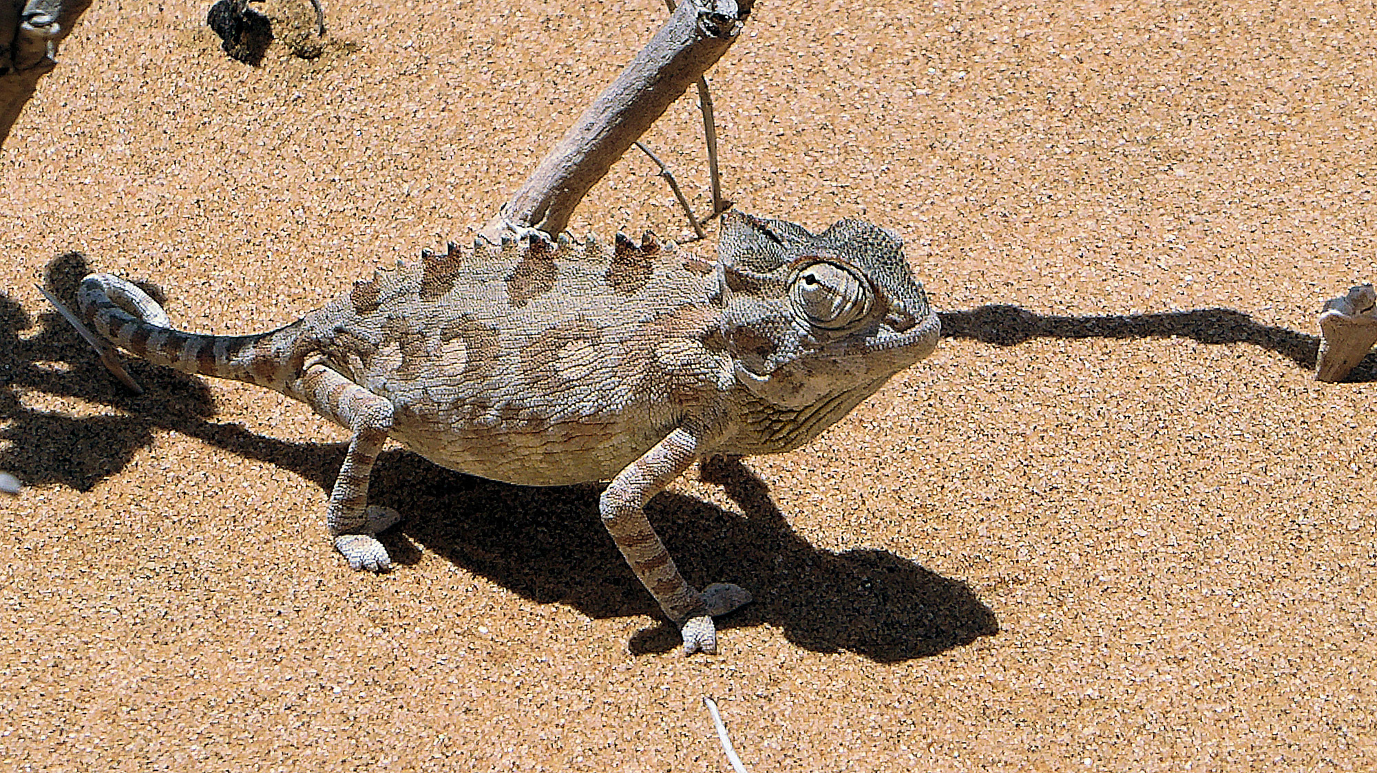 Anika - Namibië - Kameleon
