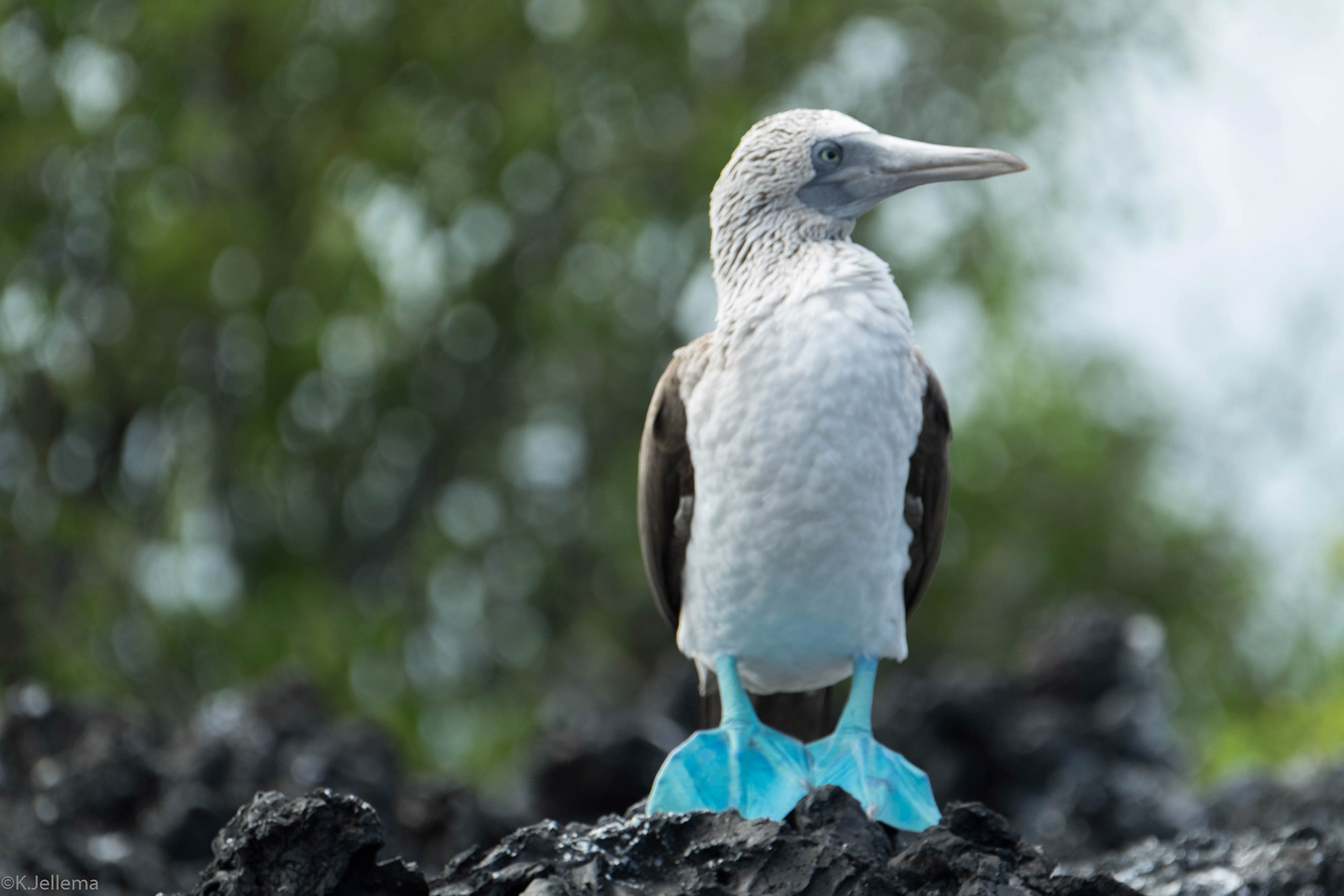 Katinka - Blue Foot Boobies op de Galapagos Eilanden