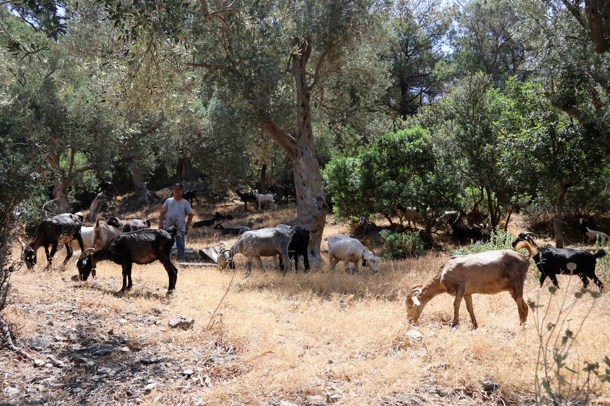 Wandelen door de antieke stad Pedasa - Turkije