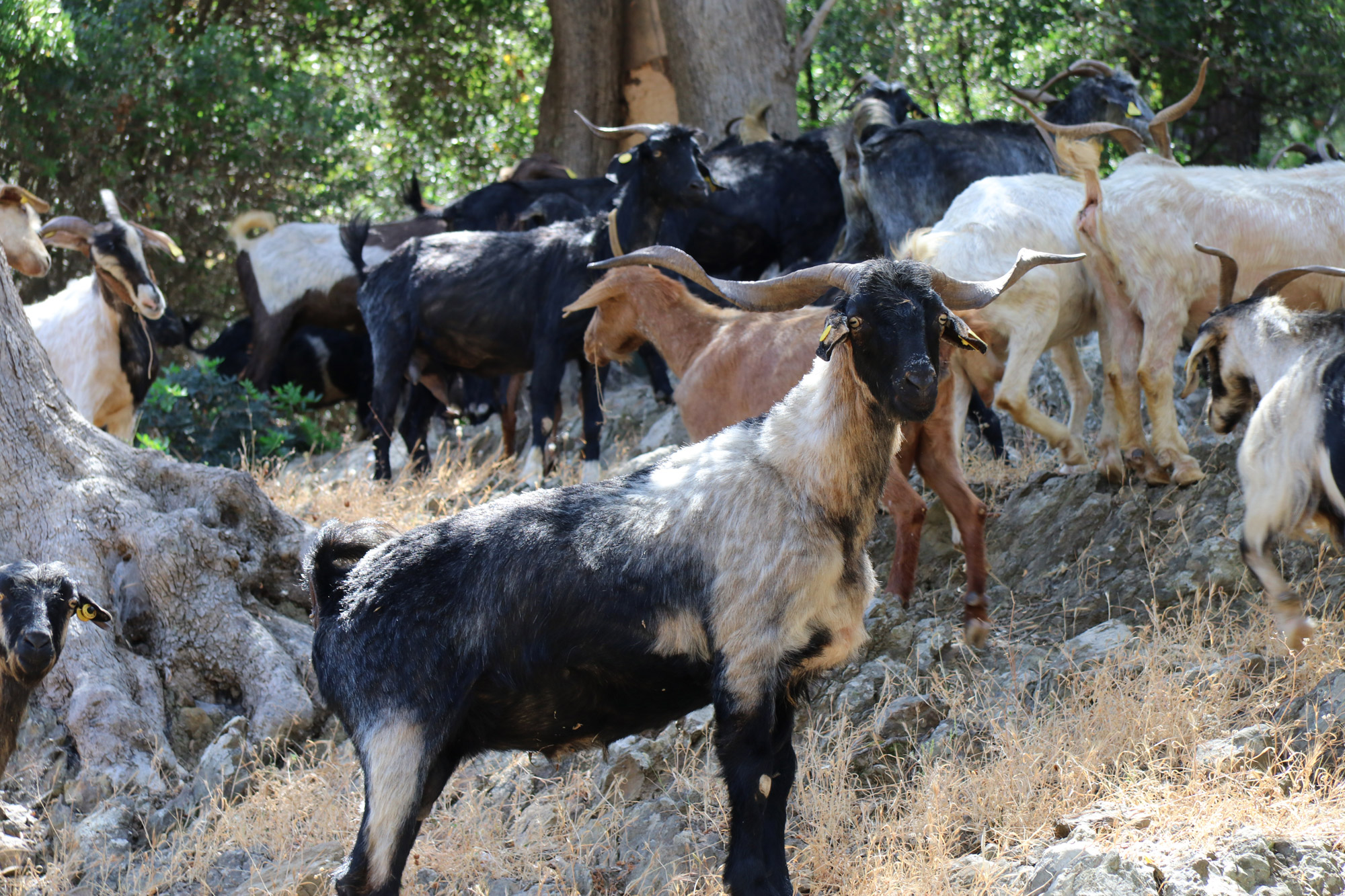 Wandelen door de antieke stad Pedasa - Turkije