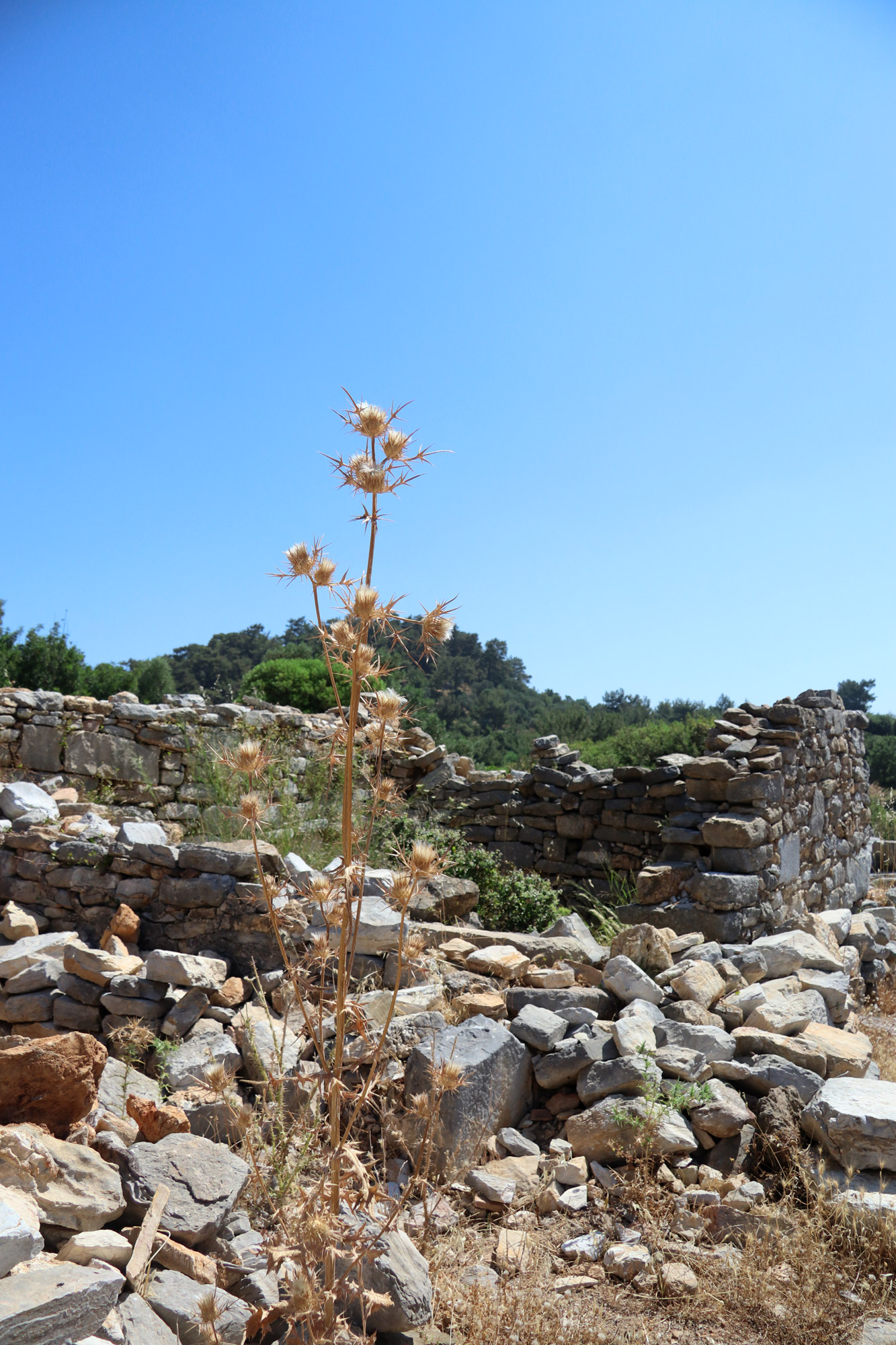 Wandelen door de antieke stad Pedasa - Turkije