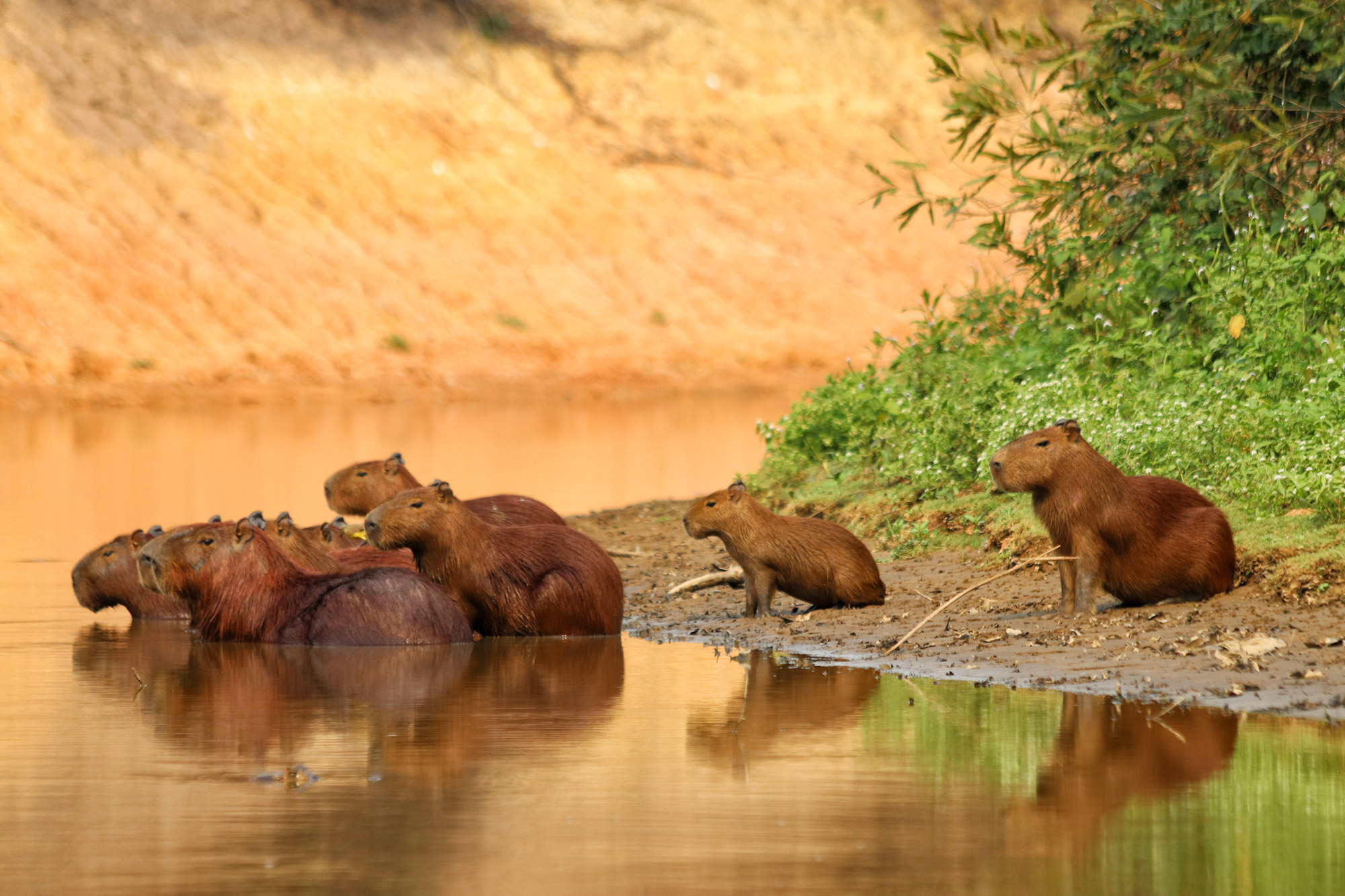 Bolivia in 20 beelden - Capibara's in de Pampas