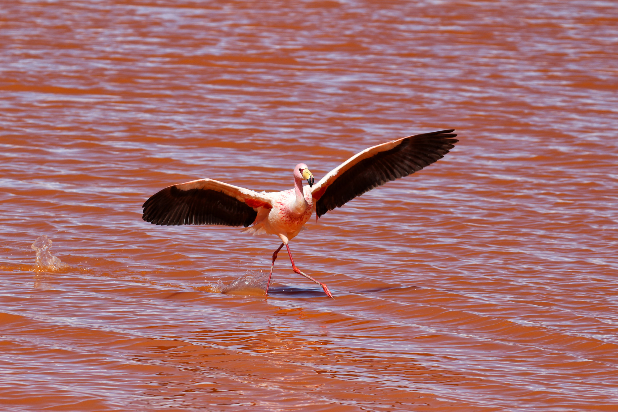 Bolivia in 20 beelden - Flamingo