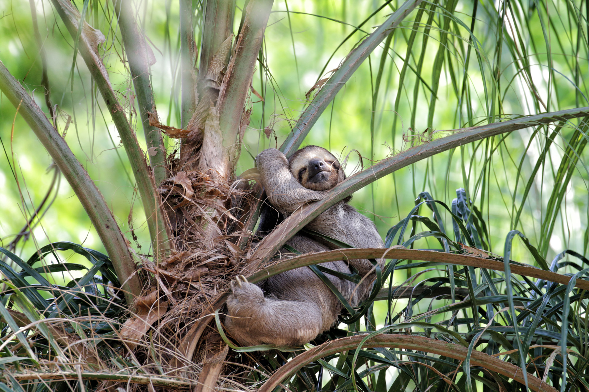 Bolivia in 20 beelden - Luiaard in Jardin Botanico