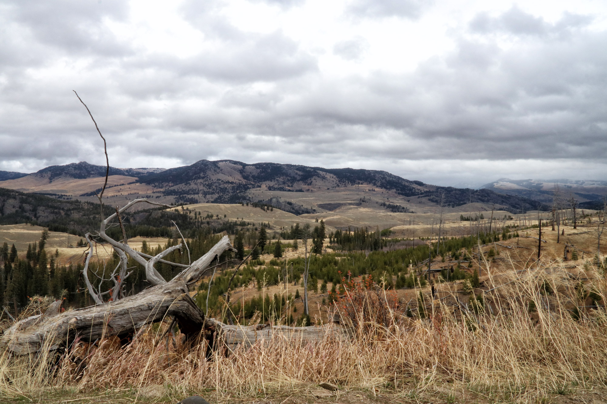 De hoogtepunten van Yellowstone National Park - Lamar Valley