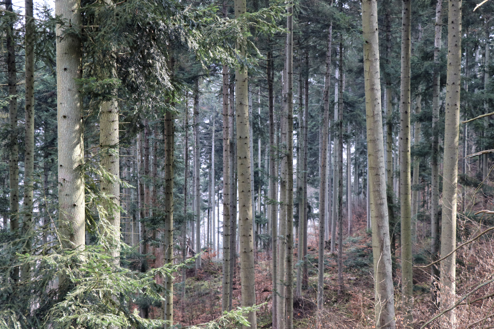 Wandeling: Seitensprung, de Cochemer Ritterrunde