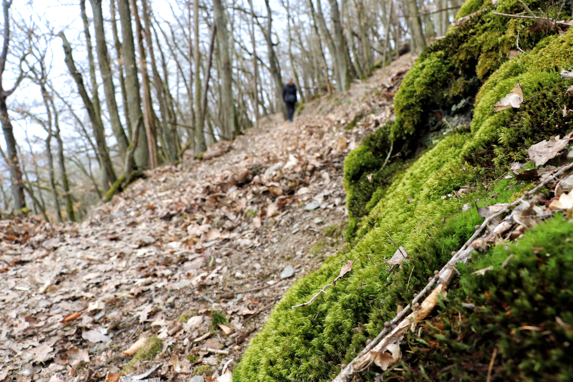 Wandeling: Seitensprung, de Cochemer Ritterrunde