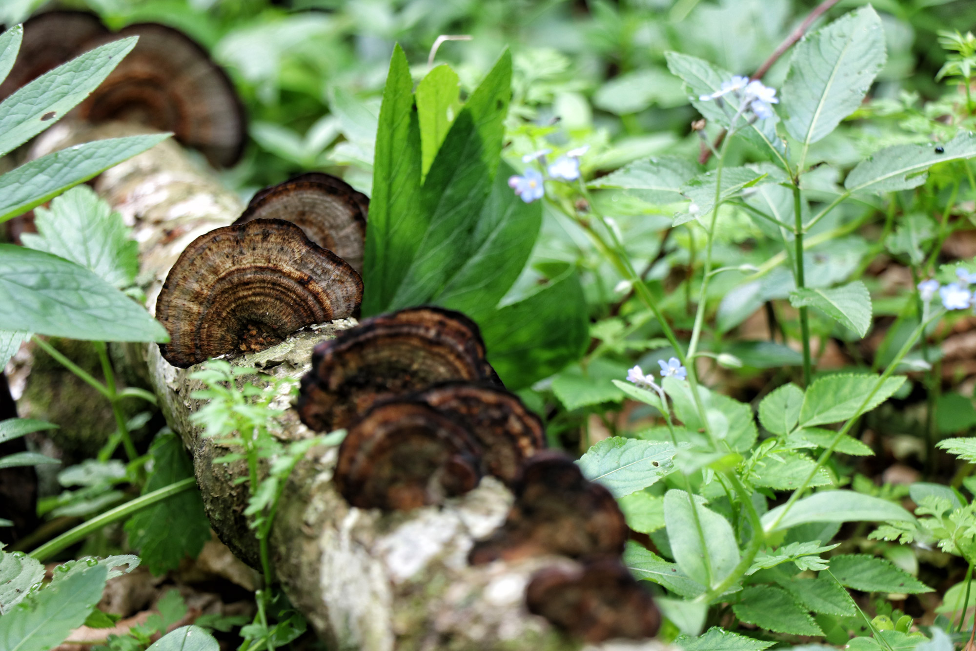 Soška pot wandeling in Slovenië - De natuur