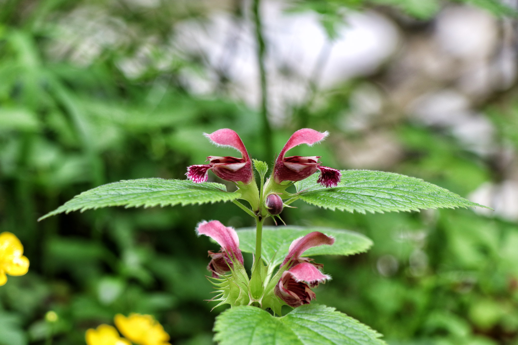 Soška pot wandeling in Slovenië - De natuur