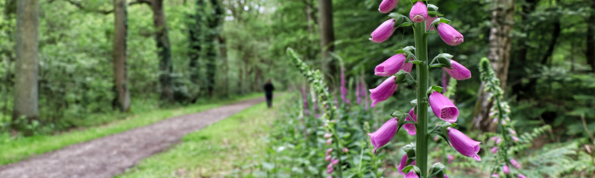 Wandeling: Het Leudal