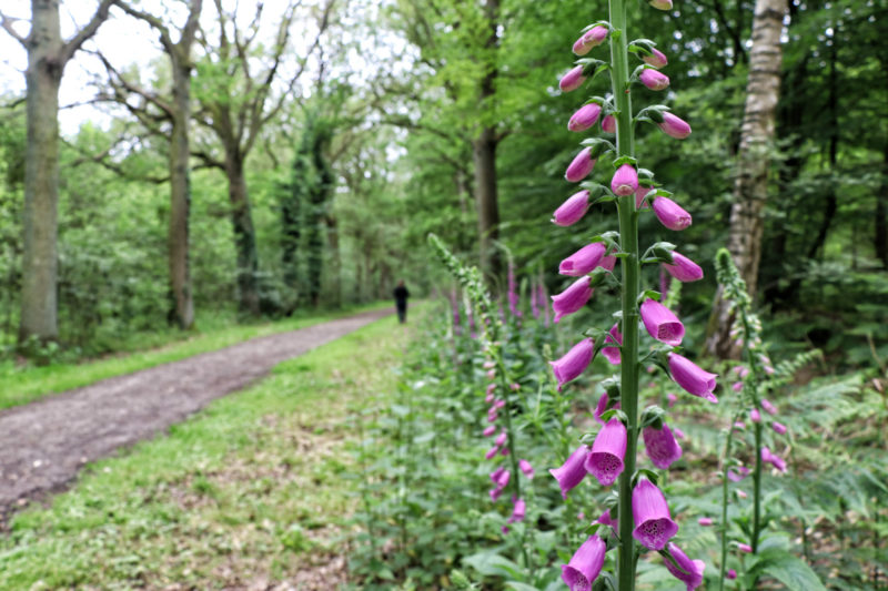 Wandeling: Het Leudal