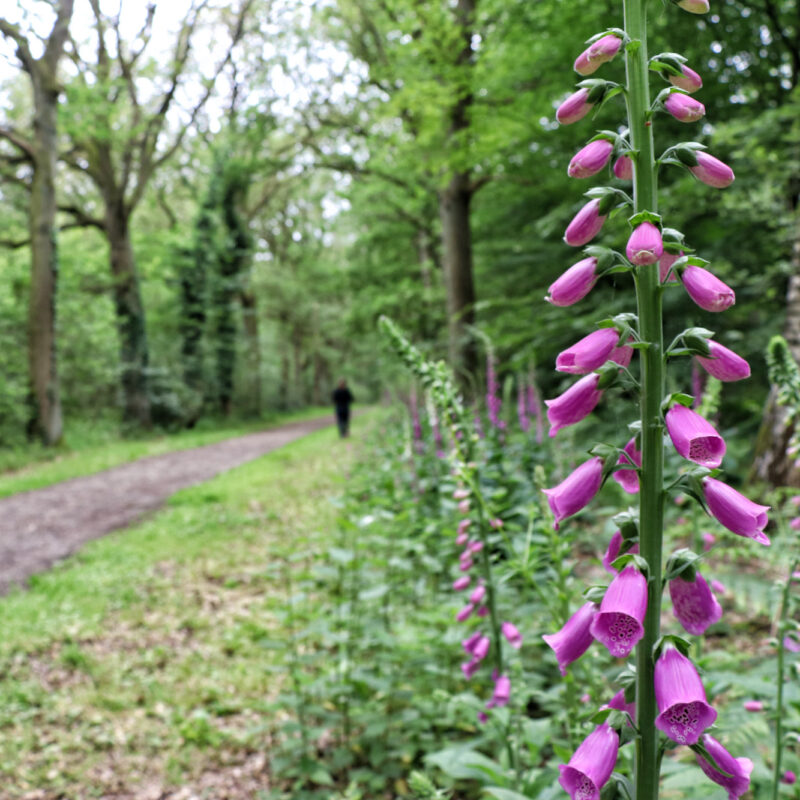 Wandeling: Het Leudal