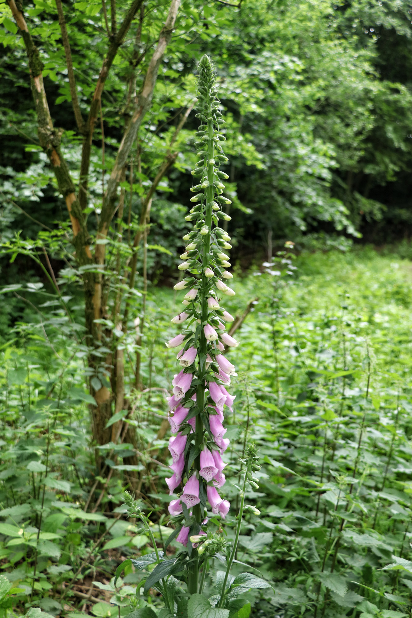 Wandeling: Het Leudal