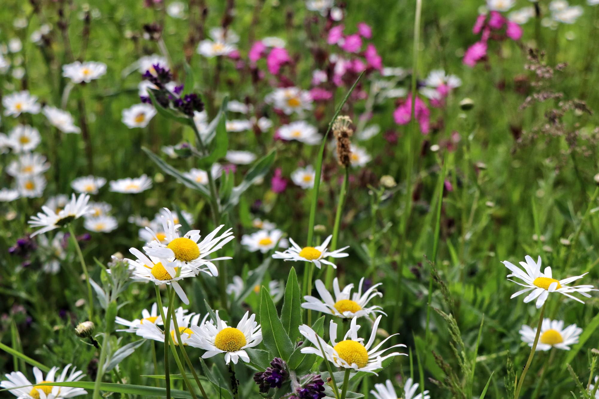 Wandeling: Het Leudal