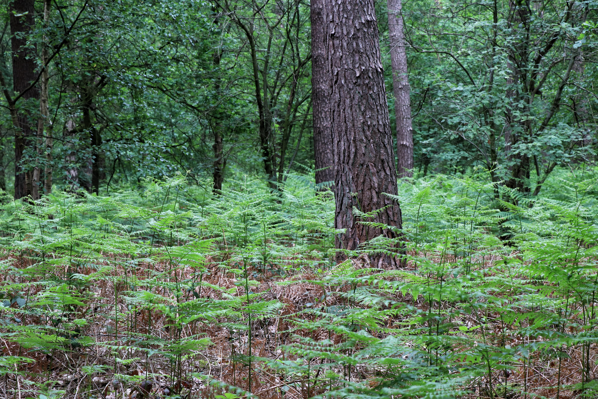 Wandeling: Het Leudal