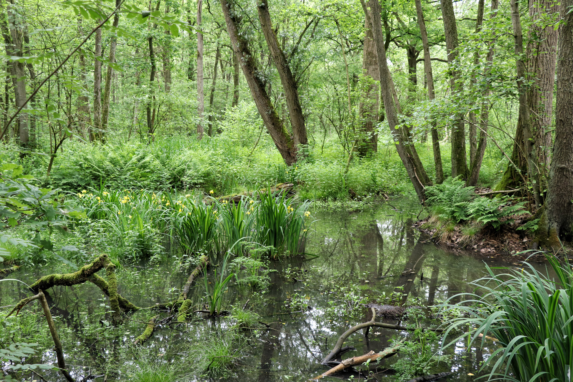 Wandeling: Het Leudal