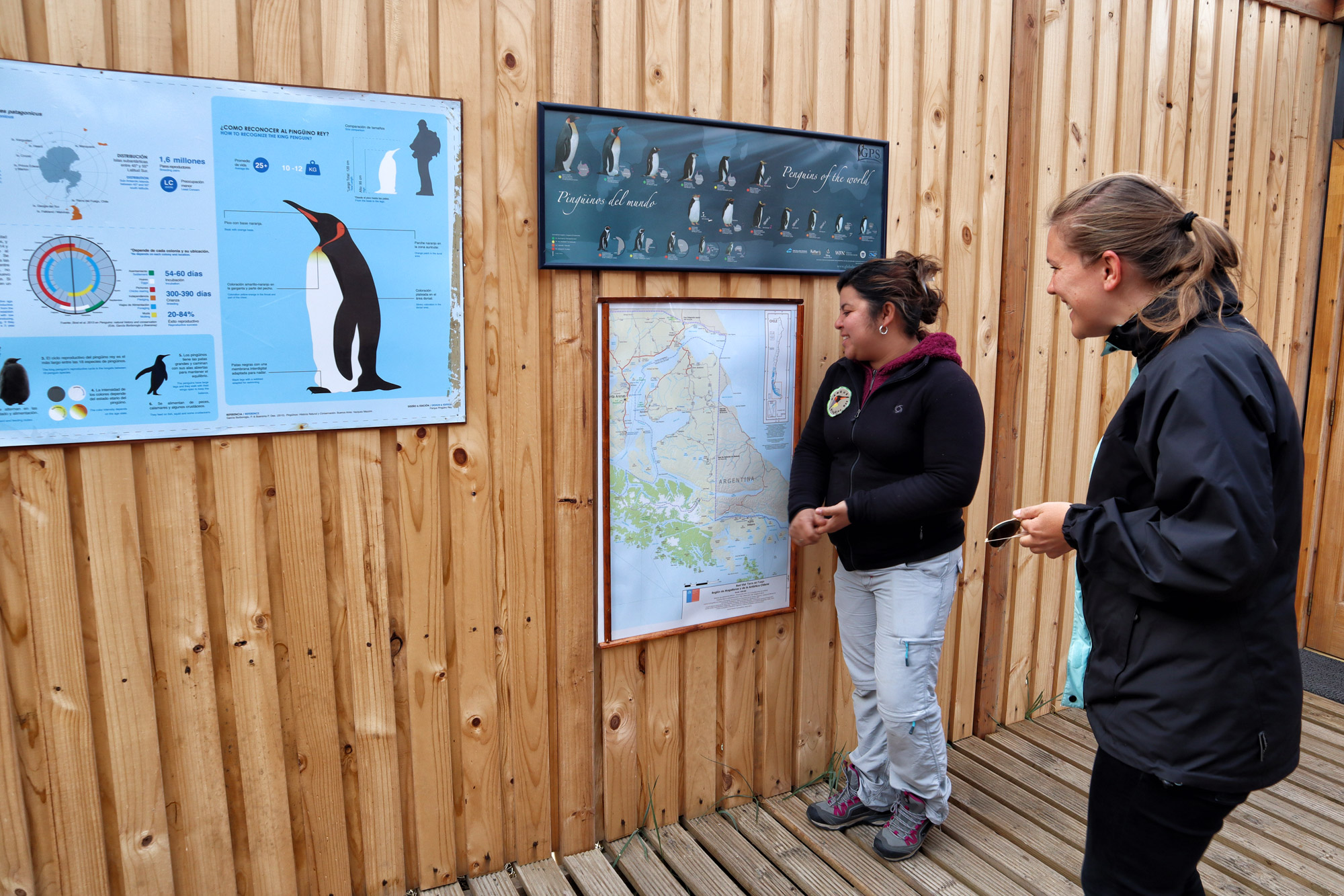 Koningspinguïns spotten op Tierra del Fuego