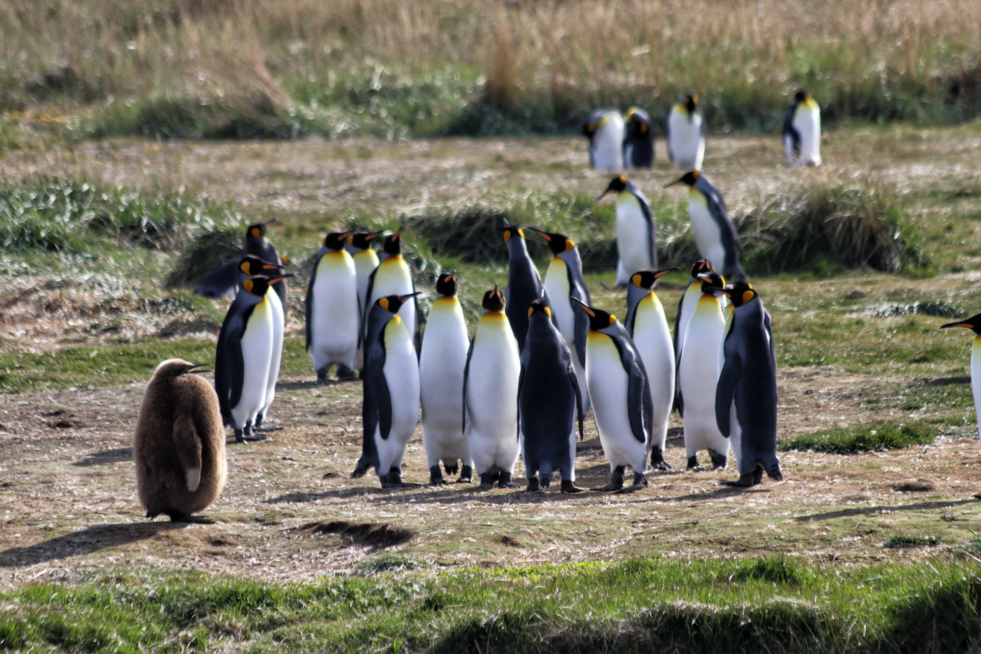 Koningspinguïns spotten op Tierra del Fuego