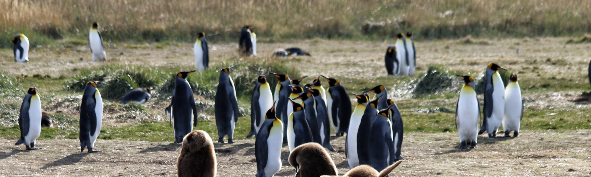 Koningspinguïns spotten op Tierra del Fuego