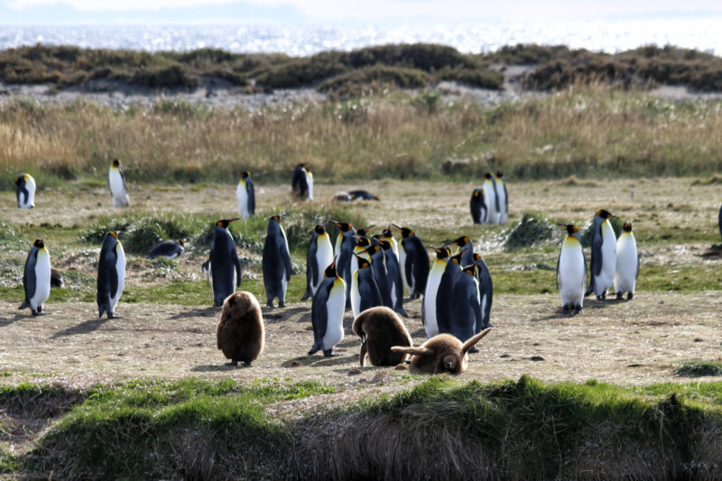 Koningspinguïns spotten op Tierra del Fuego