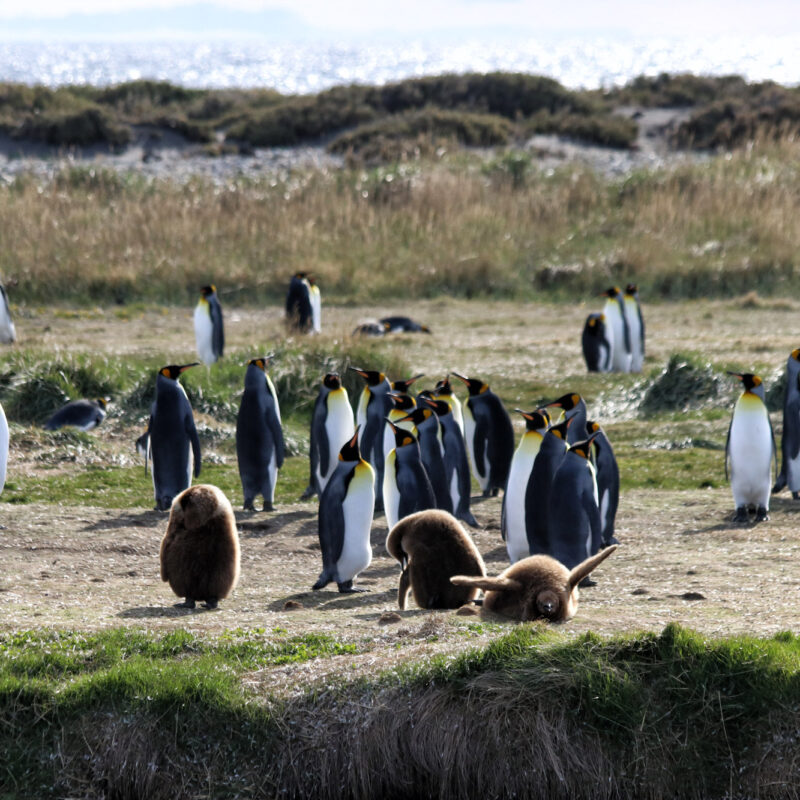 Koningspinguïns spotten op Tierra del Fuego
