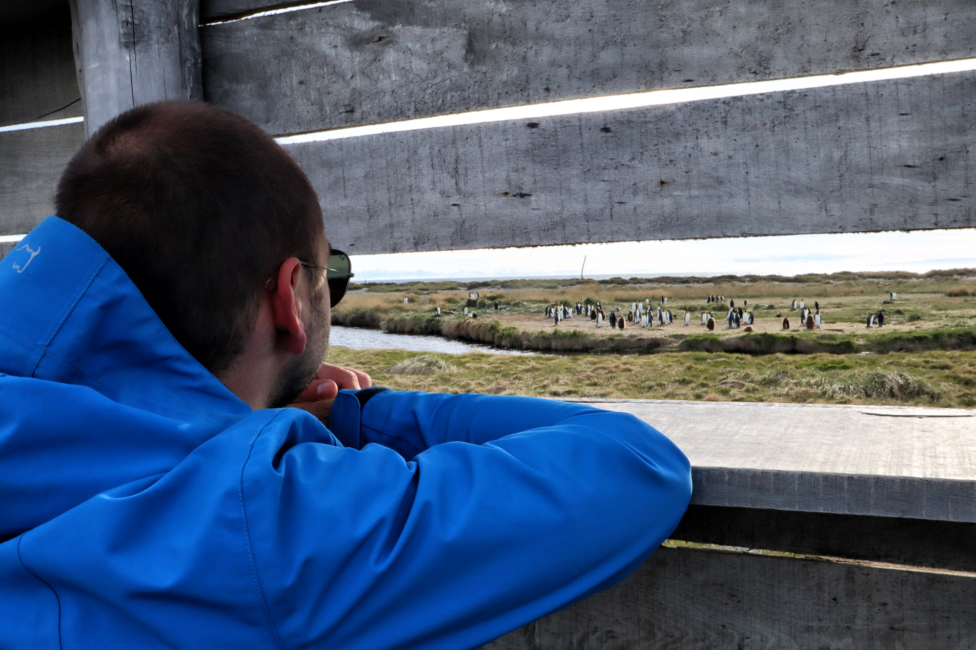 Koningspinguïns spotten op Tierra del Fuego