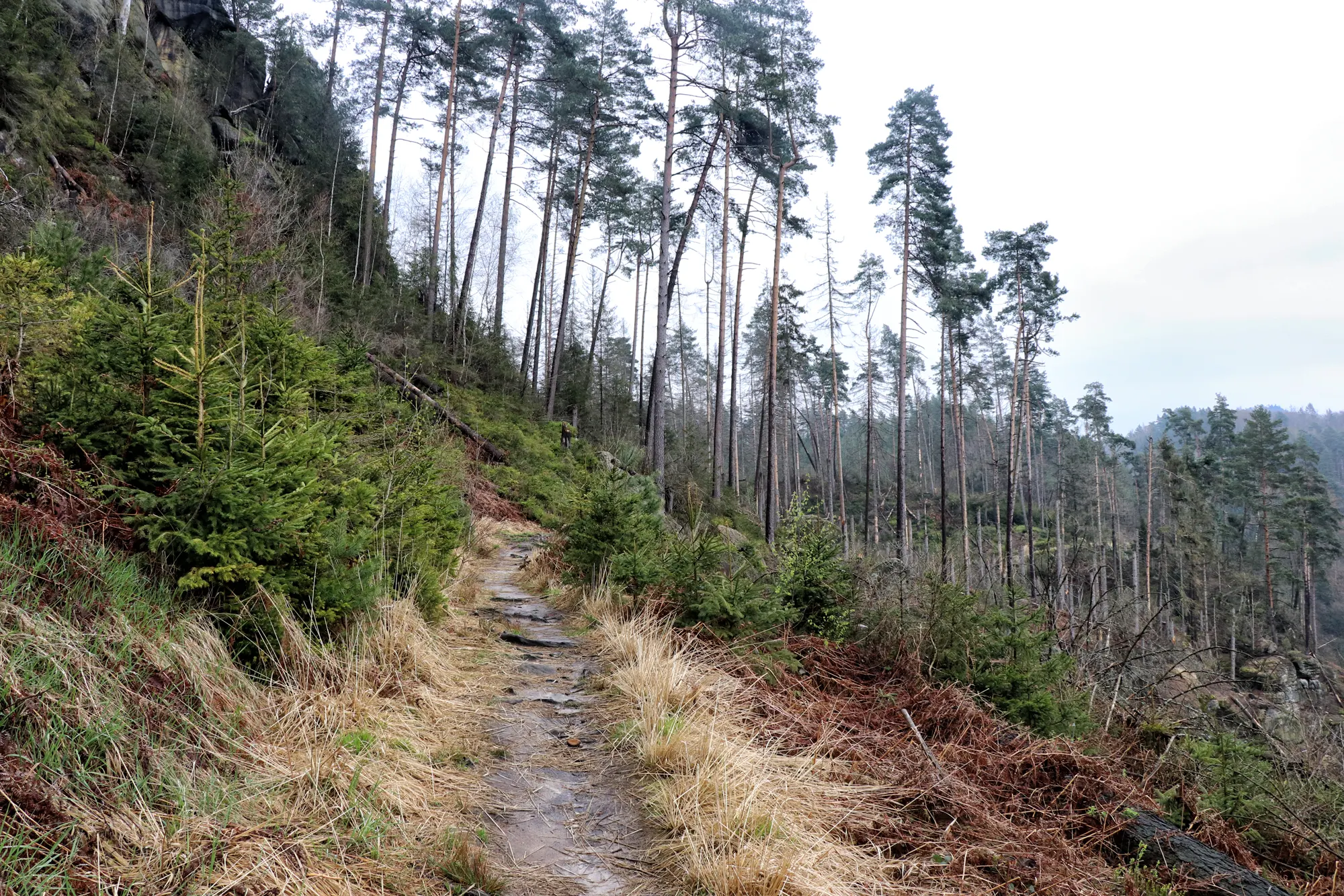 Malerweg Etappe 5 - Kirnitzschtal