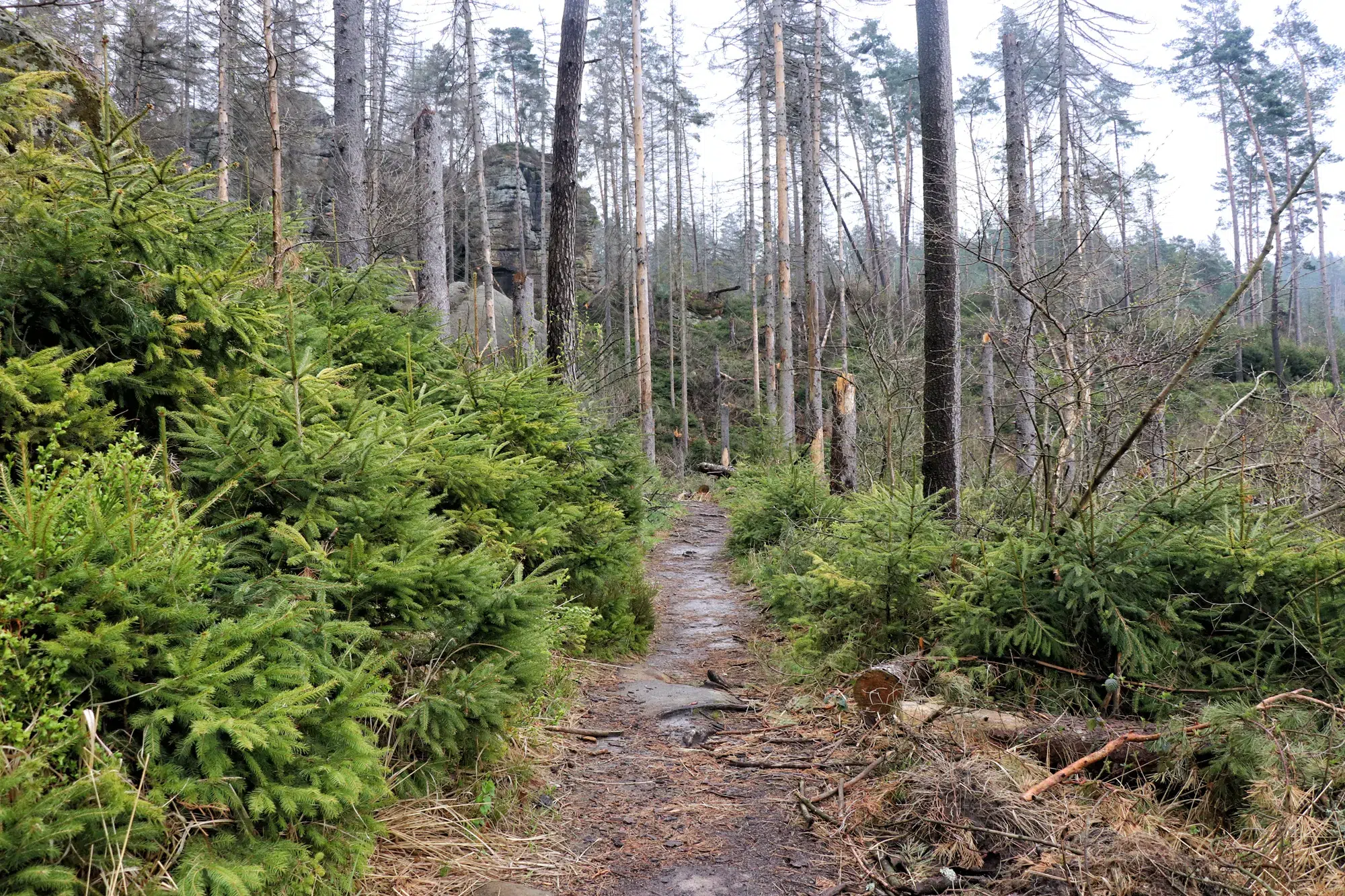 Malerweg Etappe 5 - Kirnitzschtal