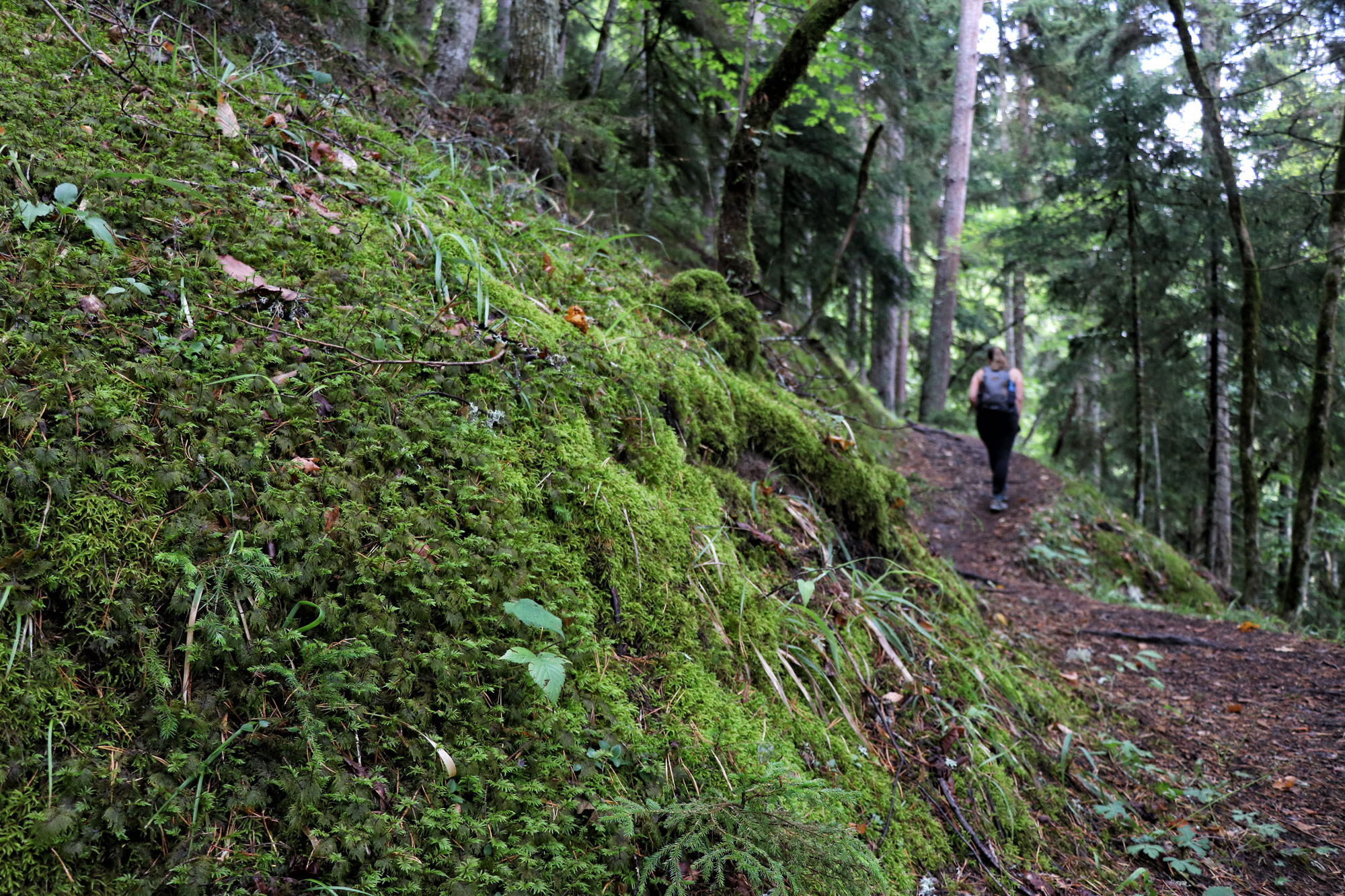 Georgie Reisverslag - Likani Valley Trail in Borjomi National Park