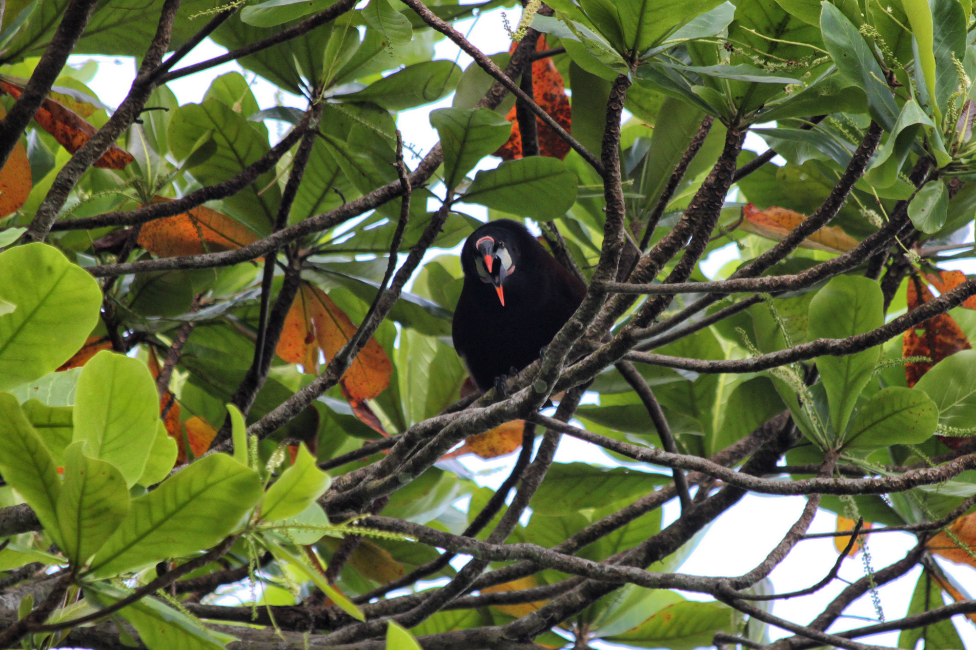 Gespotte dieren: Montezuma Oropendola