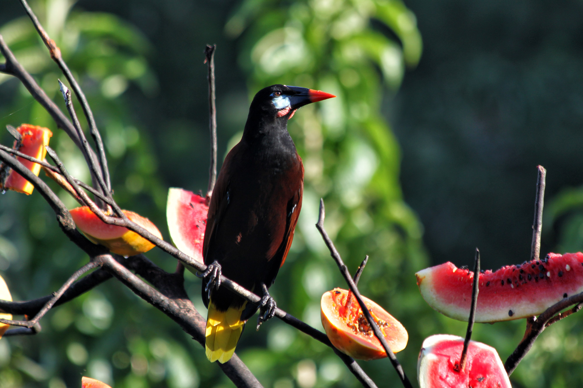 Gespotte dieren: Montezuma Oropendola